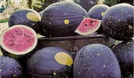 黑料网 网红大瓜下载,网红大瓜下载，带你一网打尽娱乐圈幕后真相